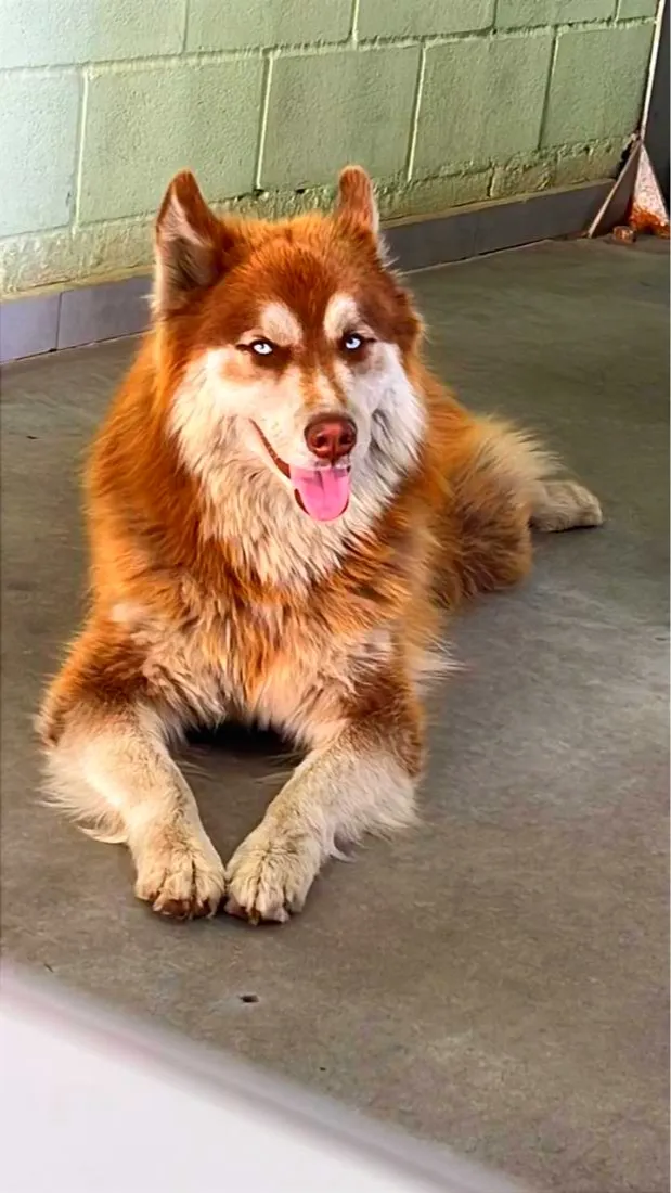 Cachorro raça Husky Siberiano idade 2 anos nome Ralf