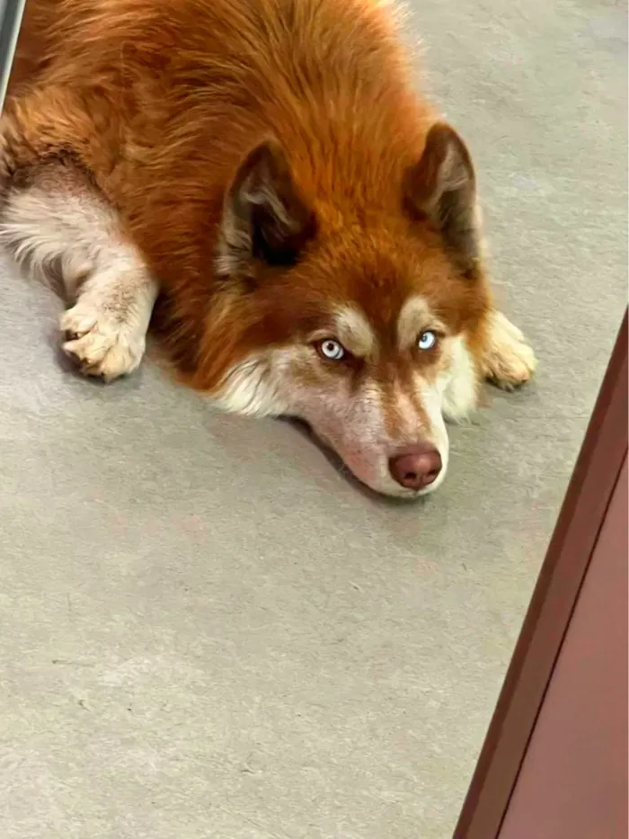 Cachorro raça Husky Siberiano idade 2 anos nome Ralf