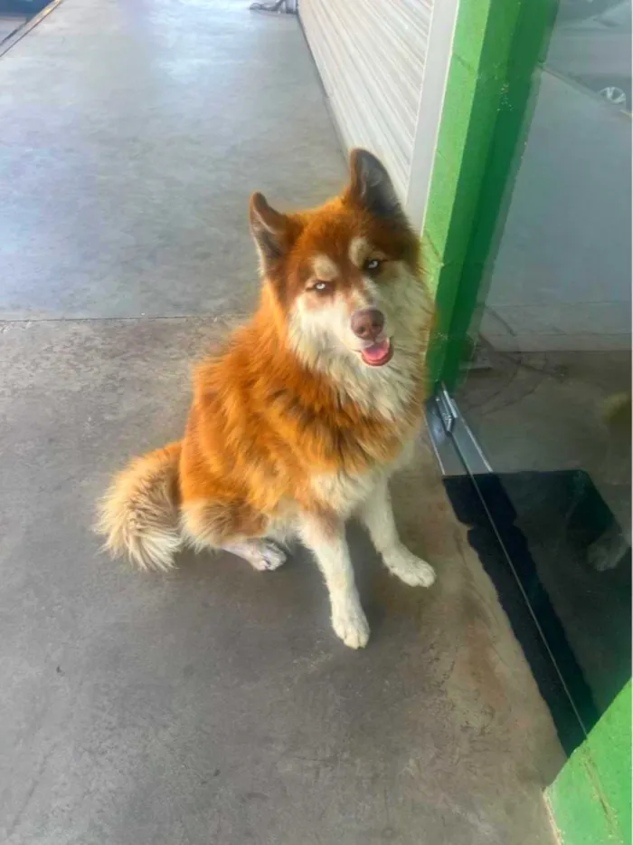 Cachorro raça Husky Siberiano idade 2 anos nome Ralf