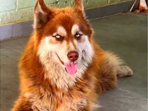 Cachorro raça Husky Siberiano idade 2 anos nome Ralf