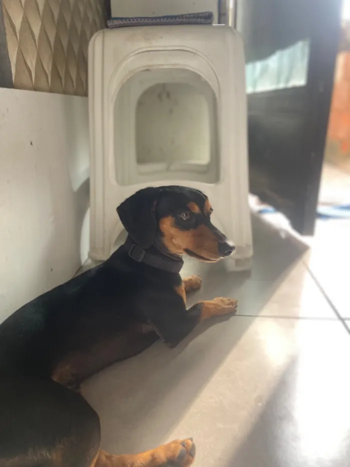 Cachorro raça SRD-ViraLata idade 1 ano nome Jhow