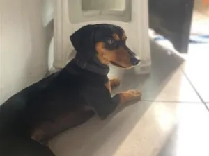 Cachorro raça SRD-ViraLata idade 1 ano nome Jhow