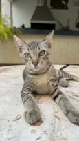 Chico