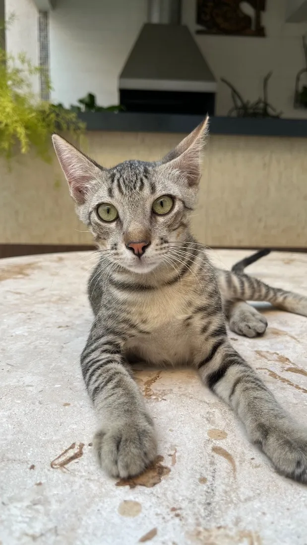 Gato raça SRD-ViraLata idade 2 a 6 meses nome Chico