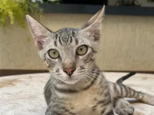 Gato raça SRD-ViraLata idade 2 a 6 meses nome Chico