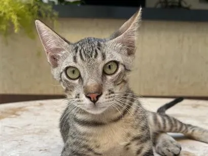 Gato raça SRD-ViraLata idade 2 a 6 meses nome Chico