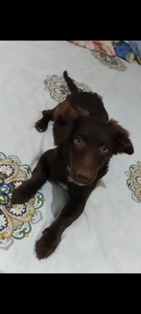 Cachorro raça SRD-ViraLata idade 2 a 6 meses nome Mel