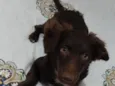 Mel