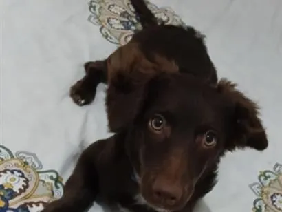 Cachorro raça SRD-ViraLata idade 2 a 6 meses nome Mel