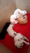 Gatinhos macho e fêmea 