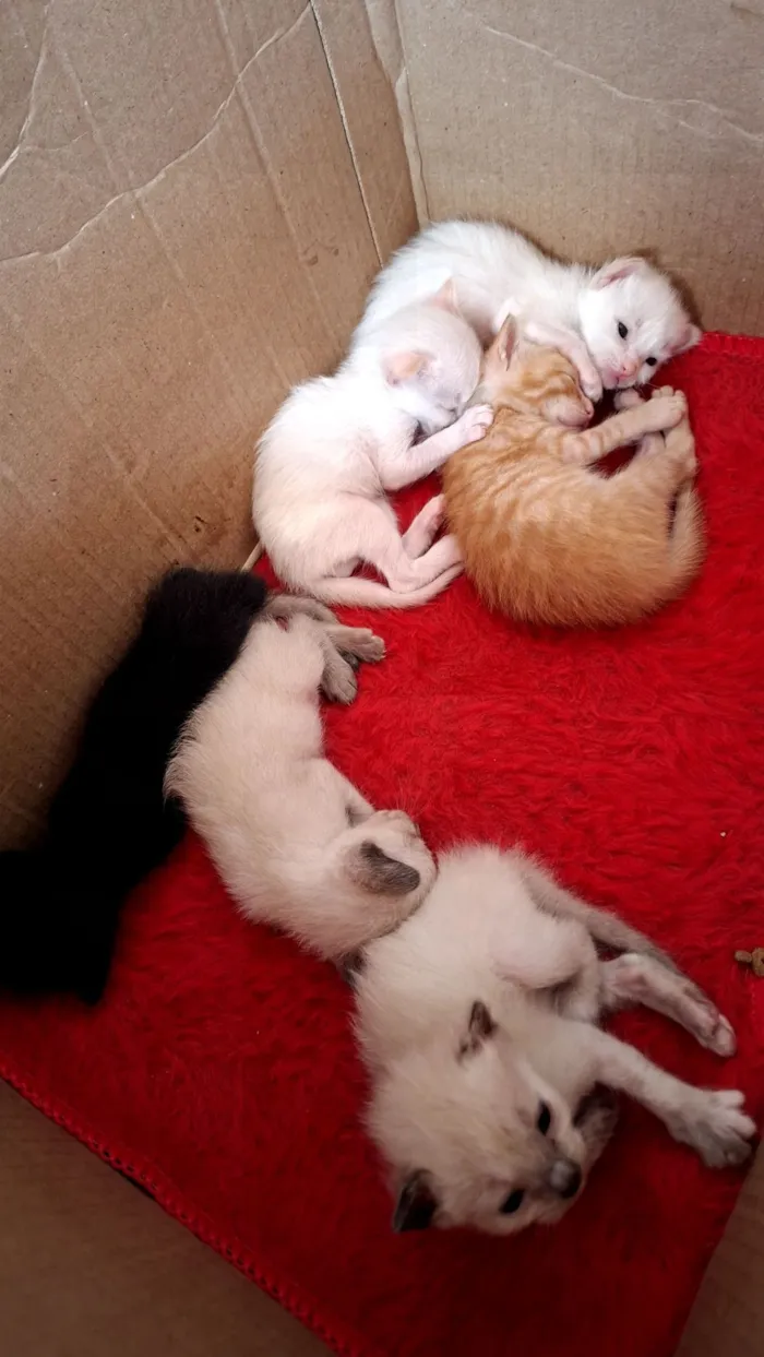 Gato raça SRD-ViraLata idade  nome Gatinhos macho e fêmea 