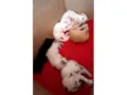 Gatinhos macho e fêmea 