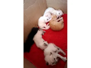Gato raça SRD-ViraLata idade  nome Gatinhos macho e fêmea 