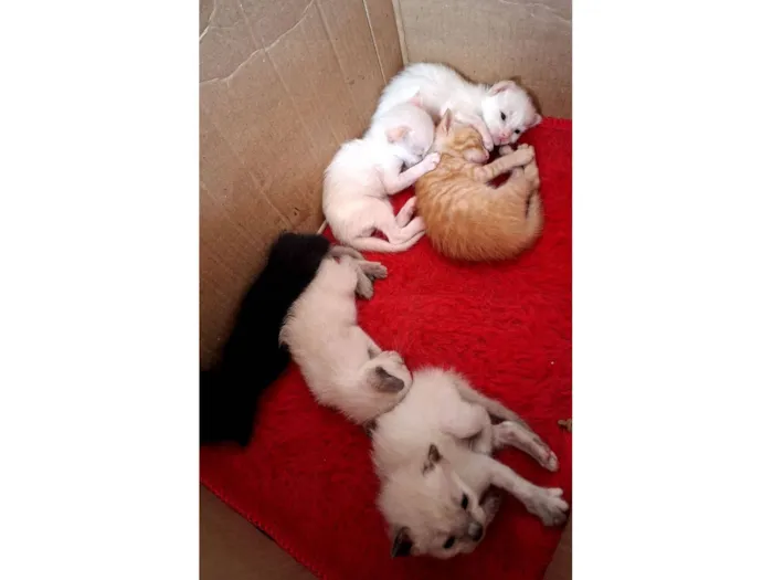 Gato raça SRD-ViraLata idade  nome Gatinhos macho e fêmea 