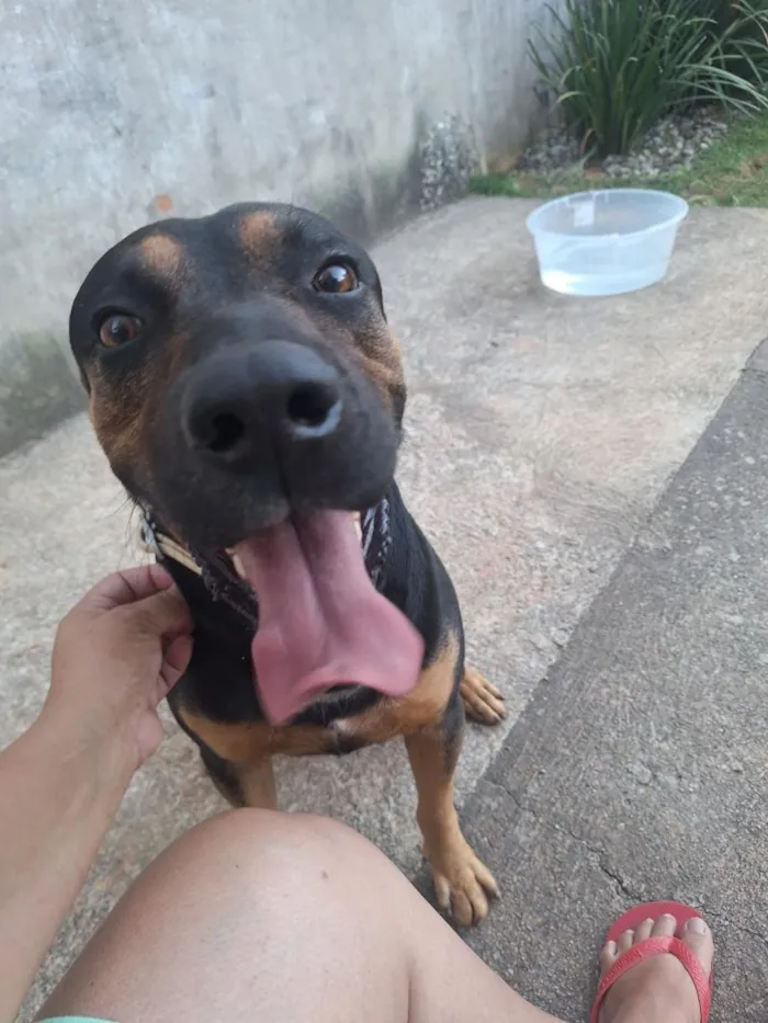 Cachorro raça SRD-ViraLata idade 4 anos nome Thor