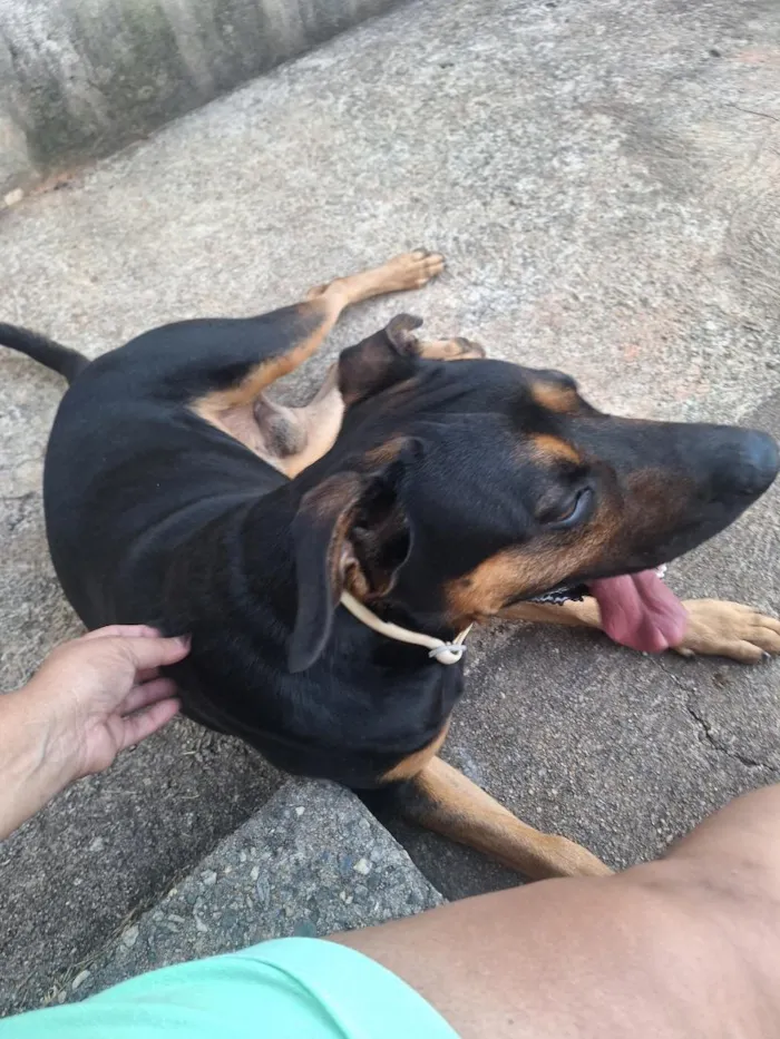 Cachorro raça SRD-ViraLata idade 4 anos nome Thor
