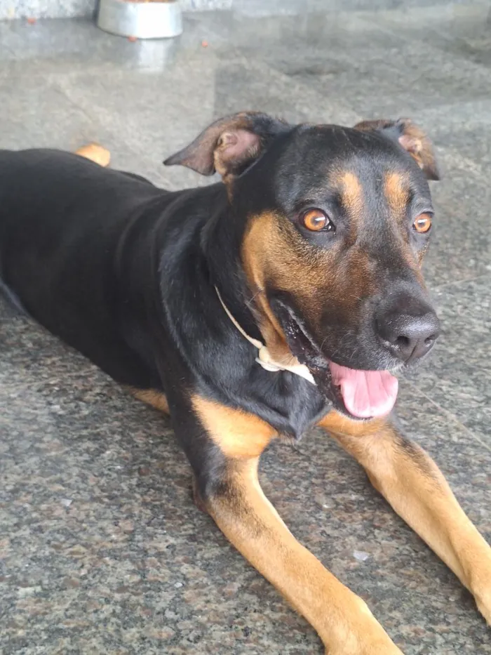 Cachorro raça SRD-ViraLata idade 4 anos nome Thor