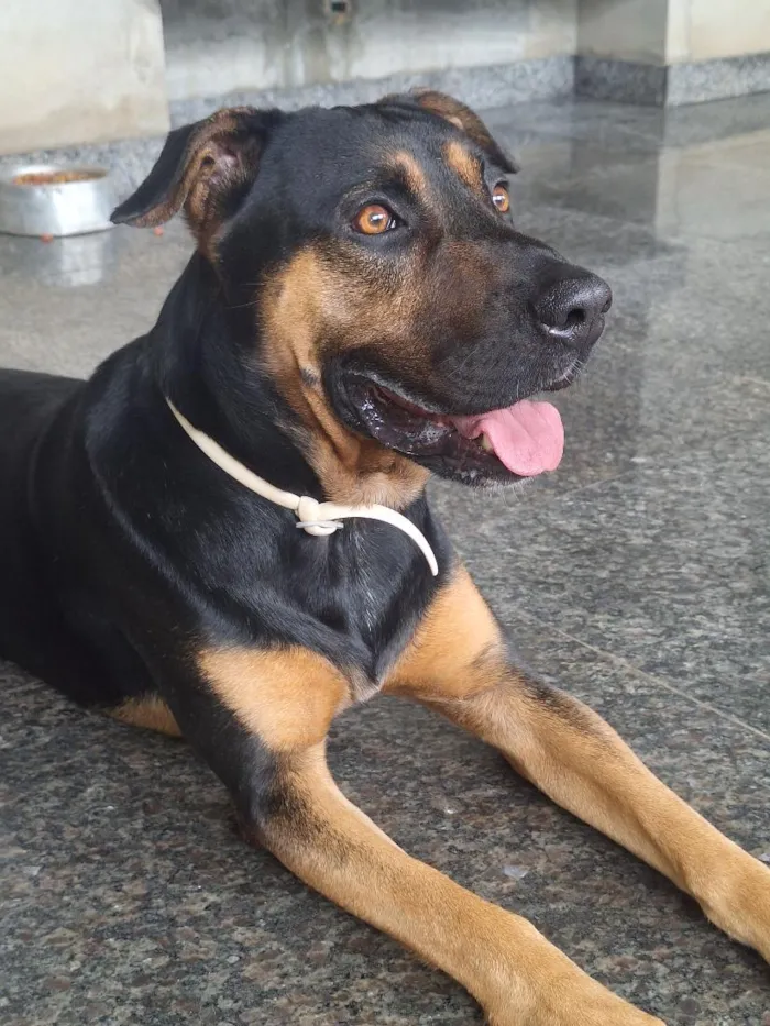 Cachorro raça SRD-ViraLata idade 4 anos nome Thor