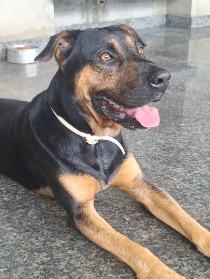 Cachorro raça SRD-ViraLata idade 4 anos nome Thor
