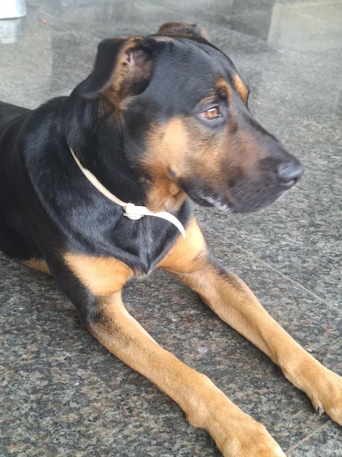 Cachorro raça SRD-ViraLata idade 4 anos nome Thor