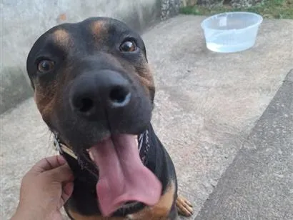 Cachorro raça SRD-ViraLata idade 4 anos nome Thor