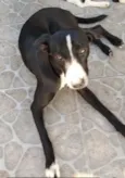 Pitoco