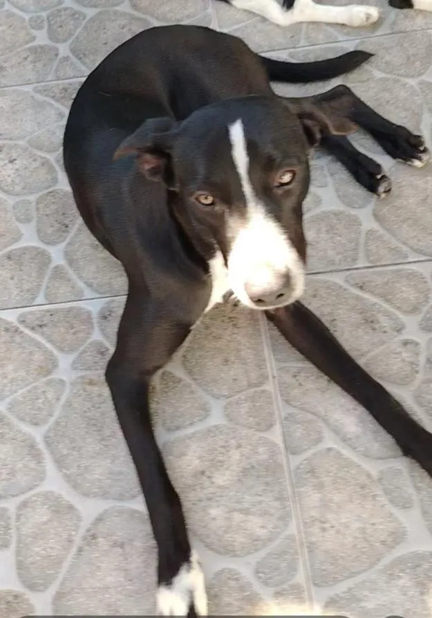 Cachorro raça SRD-ViraLata idade 7 a 11 meses nome Pitoco