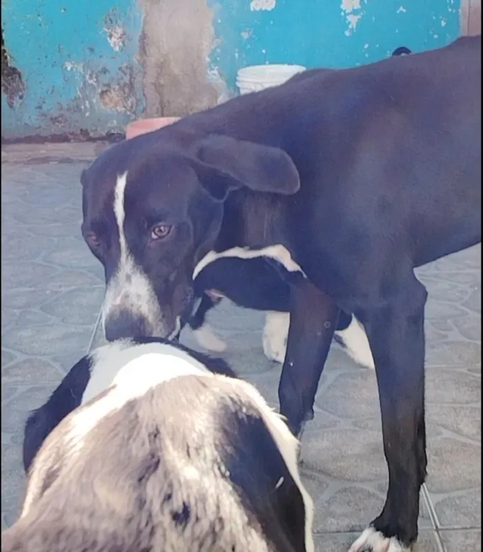 Cachorro raça SRD-ViraLata idade 7 a 11 meses nome Pitoco