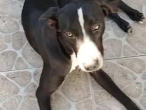 Cachorro raça SRD-ViraLata idade 7 a 11 meses nome Pitoco