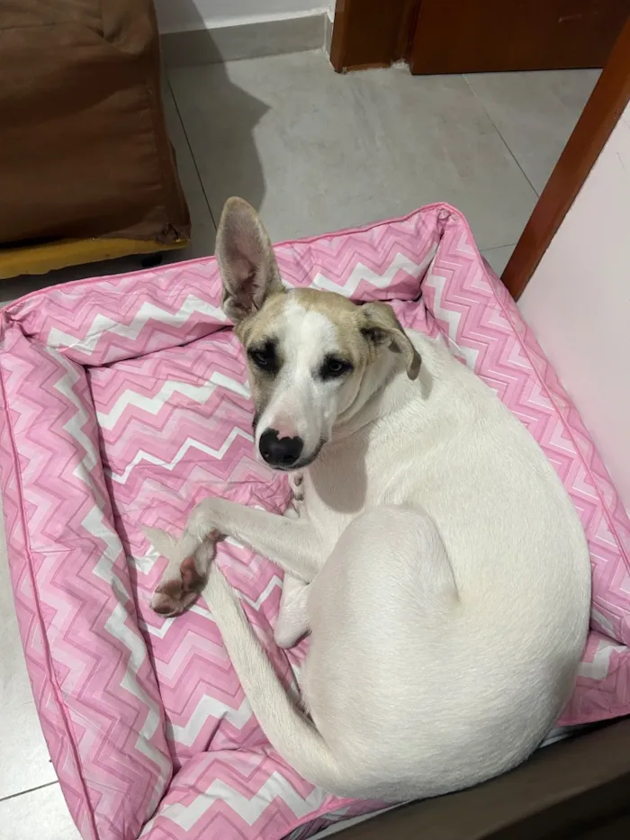 Cachorro raça SRD-ViraLata idade 2 anos nome Liz