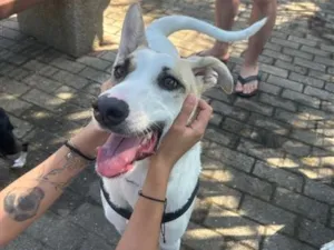 Cachorro raça SRD-ViraLata idade 2 anos nome Liz