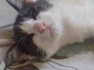 Gato raça SRD-ViraLata idade 2 anos nome não tem nome certo minha filha tá sempre mudando o nome