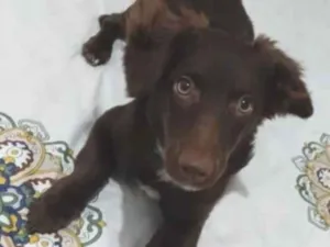 Cachorro raça SRD-ViraLata idade 2 a 6 meses nome Mel