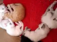 Gatinhos macho e fêmea 
