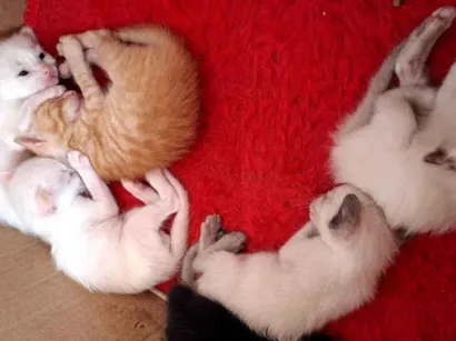 Gato raça SRD-ViraLata idade  nome Gatinhos macho e fêmea 