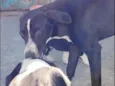 Pitoco