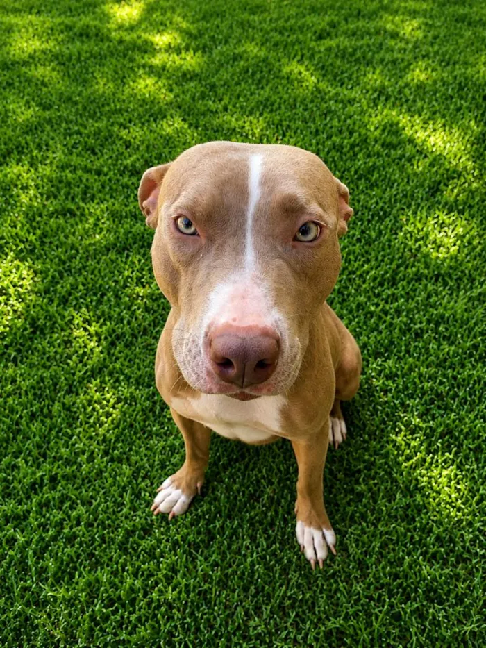 Cachorro raça SRD-ViraLata idade 2 anos nome Kiara