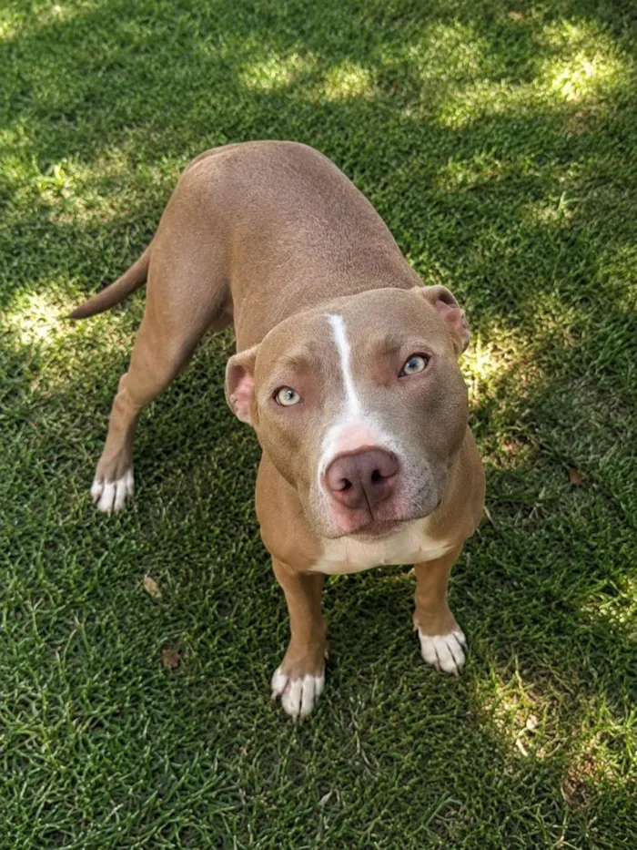 Cachorro raça SRD-ViraLata idade 2 anos nome Kiara