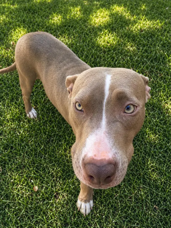 Cachorro raça SRD-ViraLata idade 2 anos nome Kiara