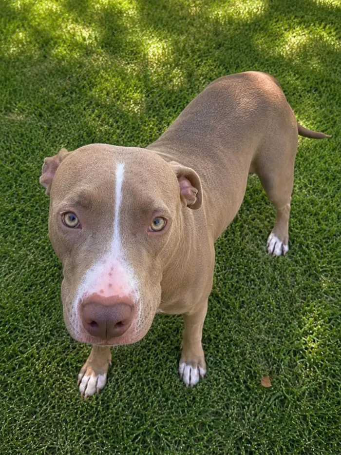 Cachorro raça SRD-ViraLata idade 2 anos nome Kiara
