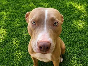 Cachorro raça SRD-ViraLata idade 2 anos nome Kiara