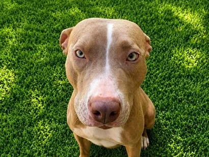 Cachorro raça SRD-ViraLata idade 2 anos nome Kiara