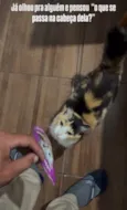 Mel