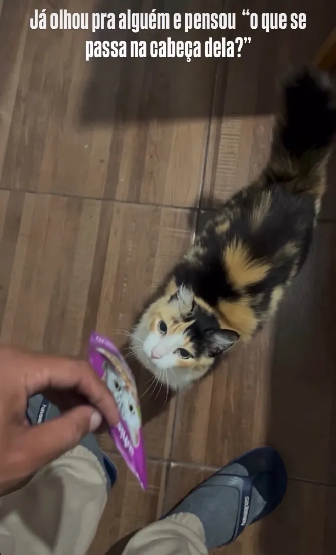 Gato raça SRD-ViraLata idade 6 ou mais anos nome Mel