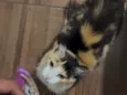 Mel
