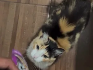 Gato raça SRD-ViraLata idade 6 ou mais anos nome Mel