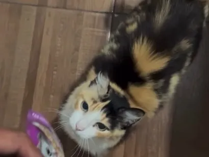 Gato raça SRD-ViraLata idade 6 ou mais anos nome Mel