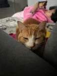 Cheddar