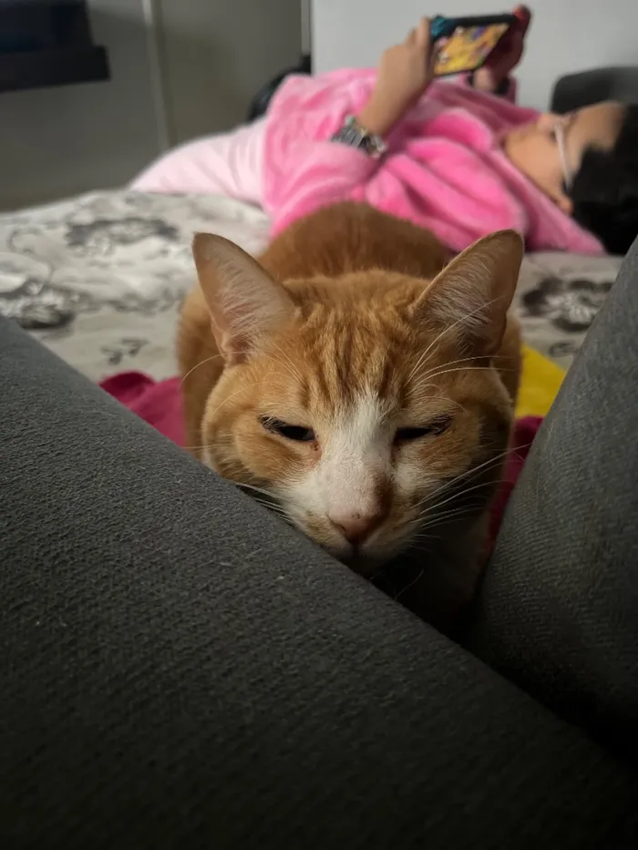 Gato raça SRD-ViraLata idade 2 anos nome Cheddar