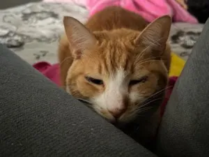 Gato raça SRD-ViraLata idade 2 anos nome Cheddar